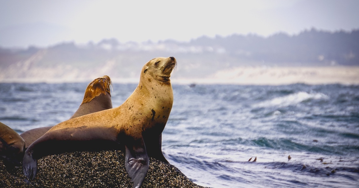A pair of sea lions standing on a rocky surface overlooking the water. One sea lion raises its head to feel the ocean breeze.